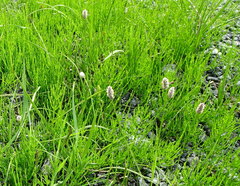 Alopecurus magellanicus