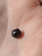 Glomeridae