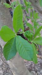 Rhododendron canescens