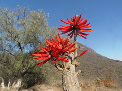 Erythrina folkersii