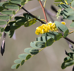 Sesbania virgata, photograph (c) Lauren McLaurin, some rights reserved (CC BY)