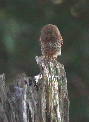 Glaucidium radiatum