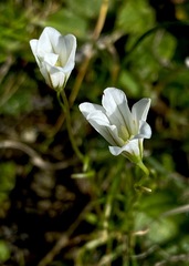 Gagea graeca