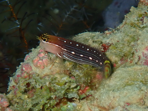 Pictus blenny (Ecsenius pictus) — Blenniidae — 2