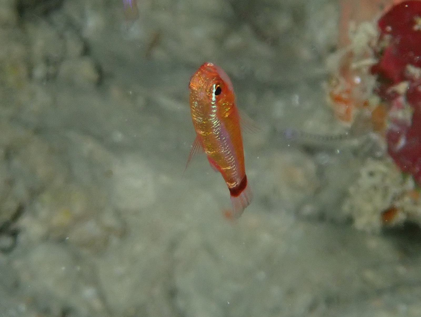 Bluestripe Dwarfgoby photo 8