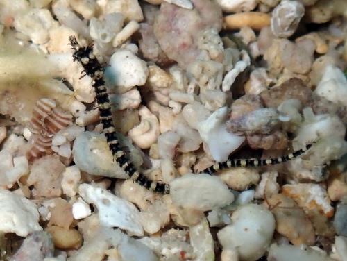 Glittering pipefish (Halicampus nitidus) — Syngnathidae — 4