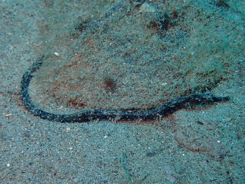 Halicampus macrorhynchus observed 2026-03-13