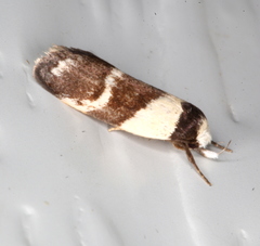 Eulechria triferella