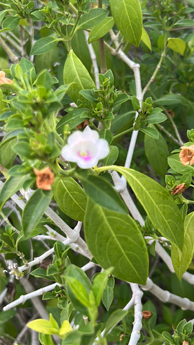 Bravaisia berlandieriana