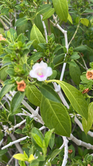 Bravaisia berlandieriana