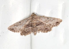 Araeopteron canescens