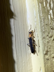 Podabrus quadratus
