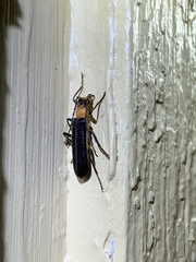 Podabrus quadratus