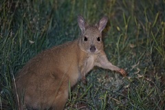 Rufous Hare-Wallaby photo 4