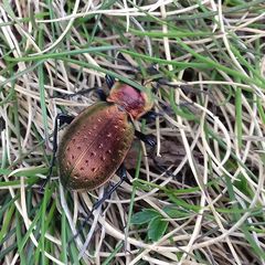 Carabus sylvestris