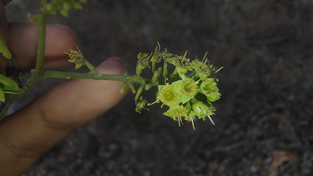 Combretum albidum; photograph (c) Aadi Kulkarni, some rights reserved (CC BY)