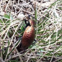 Carabus sylvestris