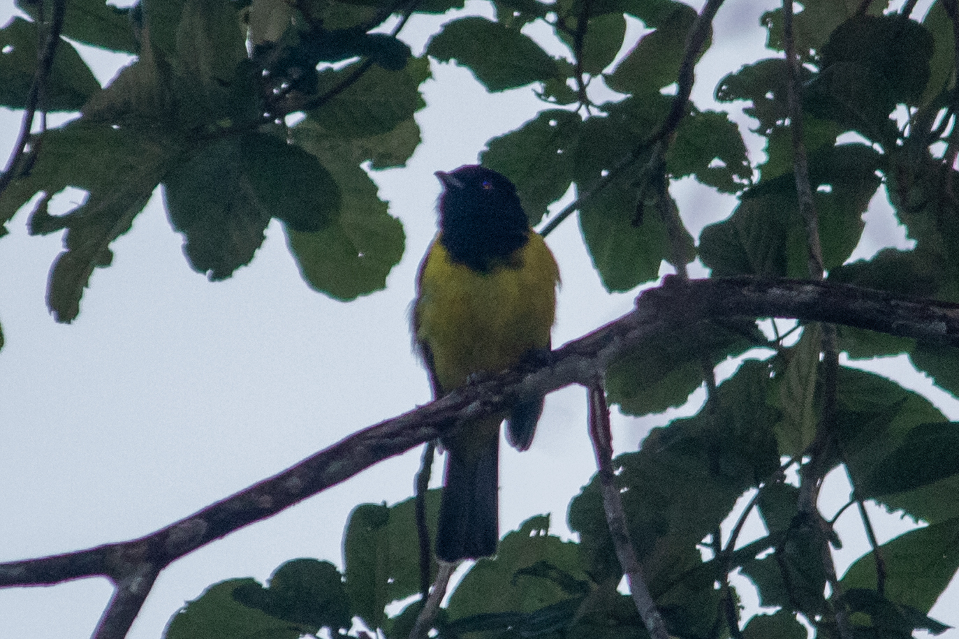 Hooded Berryeater (Carpornis cucullata), photo 9