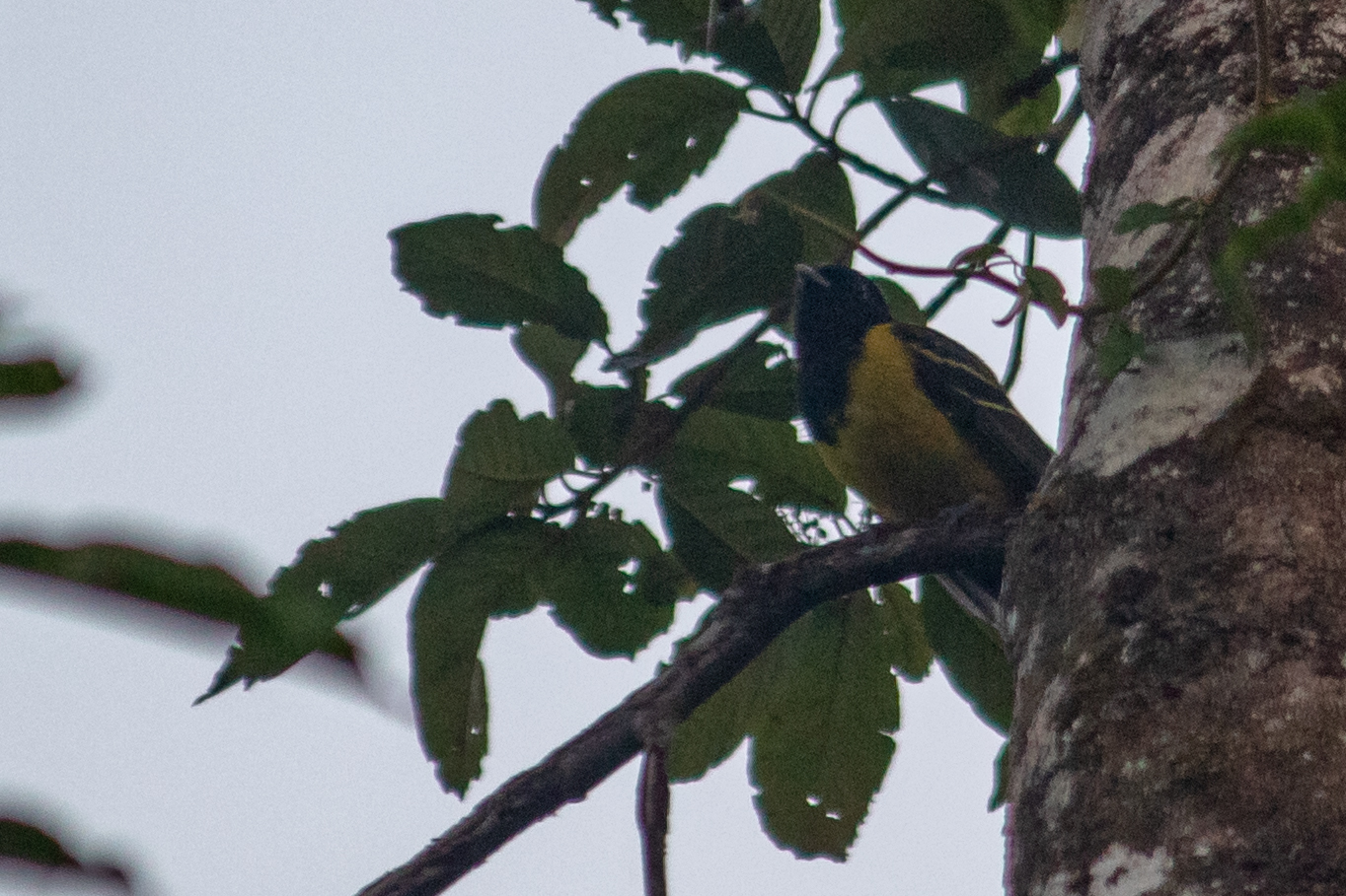 Hooded Berryeater (Carpornis cucullata), photo 10