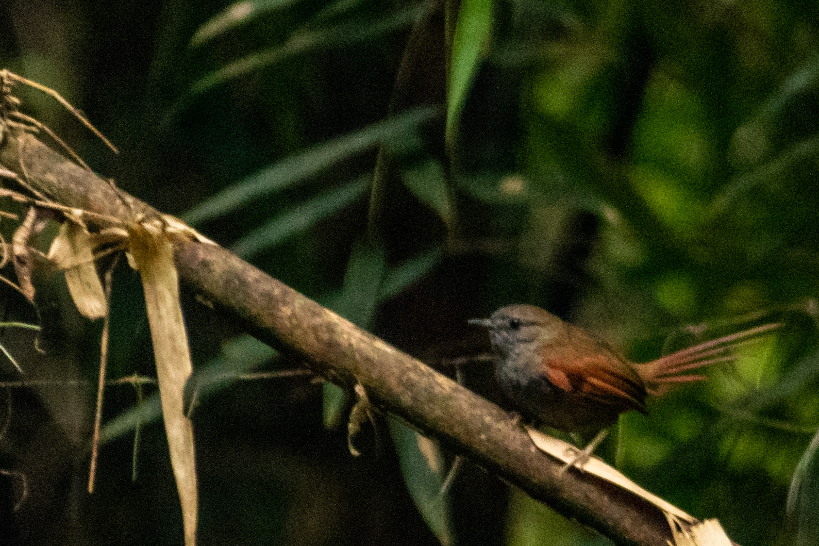 Grey-bellied Spinetail (Synallaxis cinerascens), photo 1