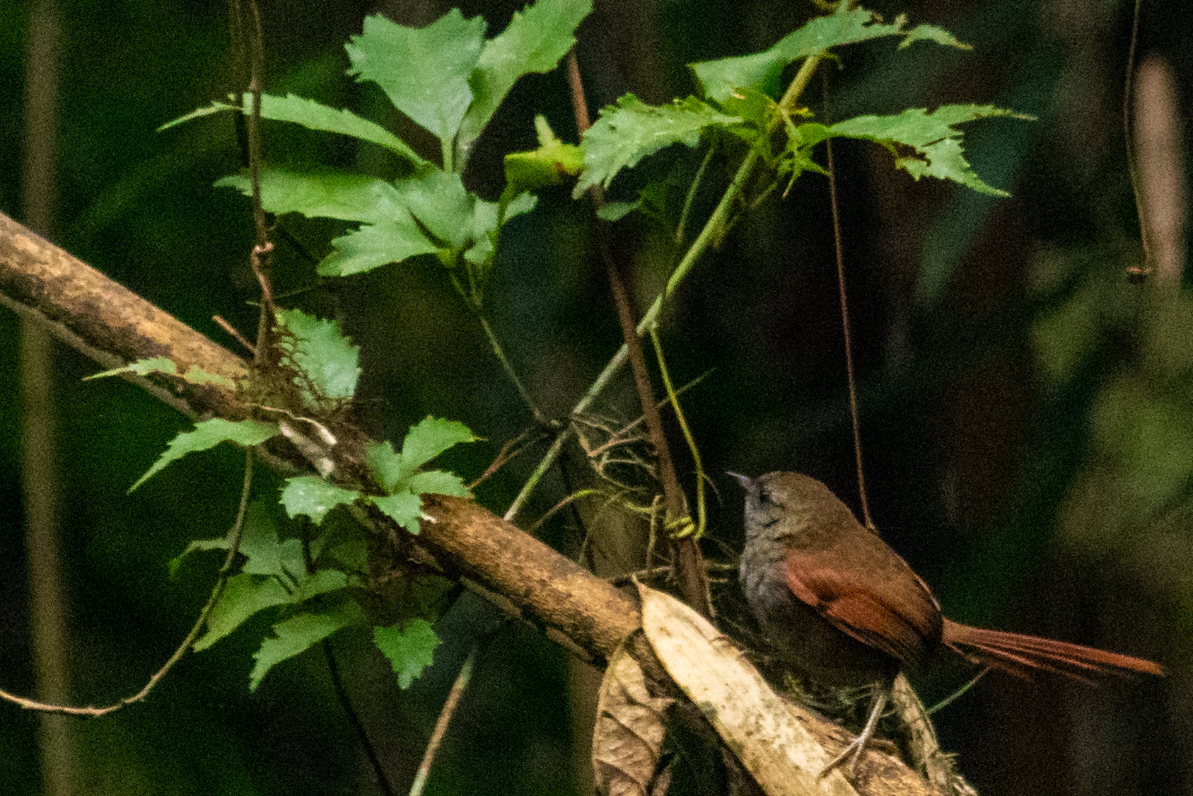 Grey-bellied Spinetail (Synallaxis cinerascens), photo 2