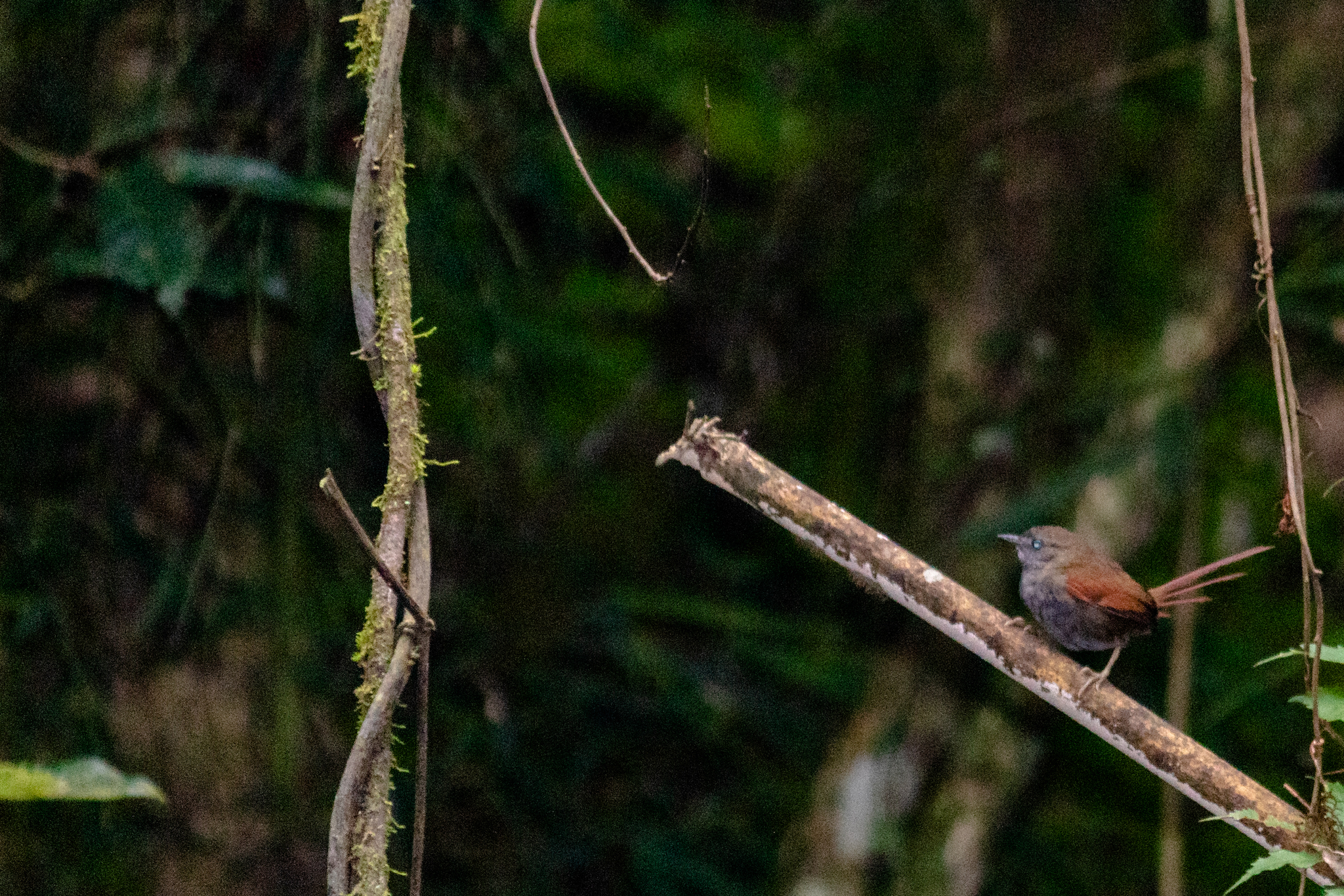 Grey-bellied Spinetail (Synallaxis cinerascens), photo 3