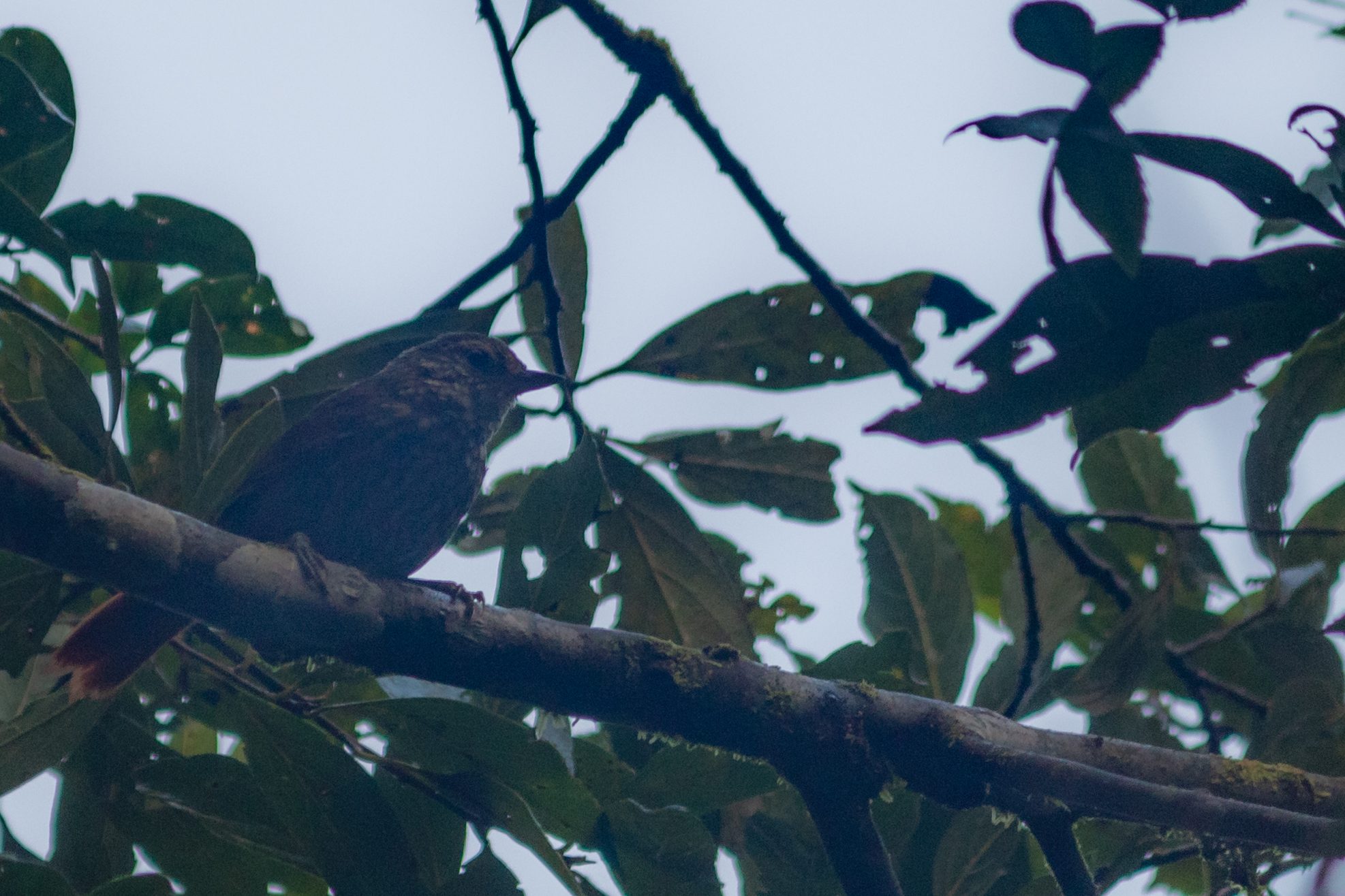 Buff-browed Foliage-gleaner (Syndactyla rufosuperciliata), photo 3