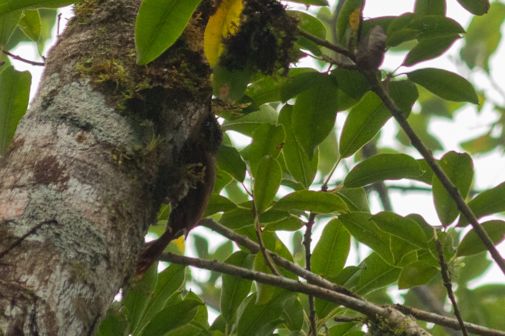 Lesser Woodcreeper (Xiphorhynchus fuscus), photo 4