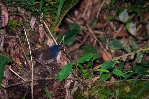 White-breasted Tapaculo (Eleoscytalopus indigoticus)
