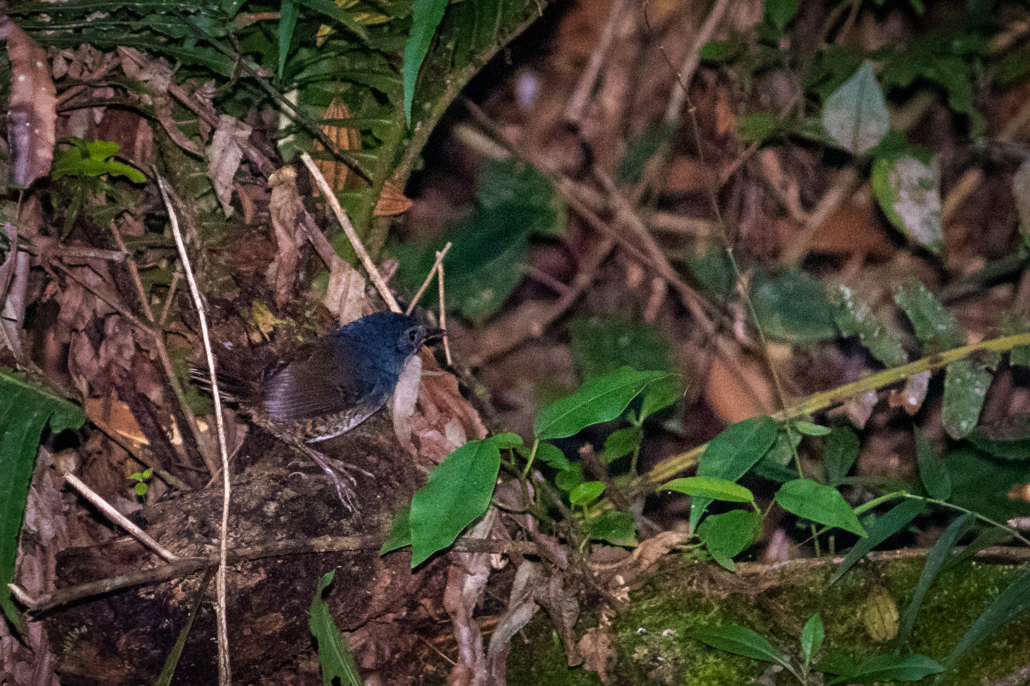 White-breasted Tapaculo (Eleoscytalopus indigoticus), photo 1