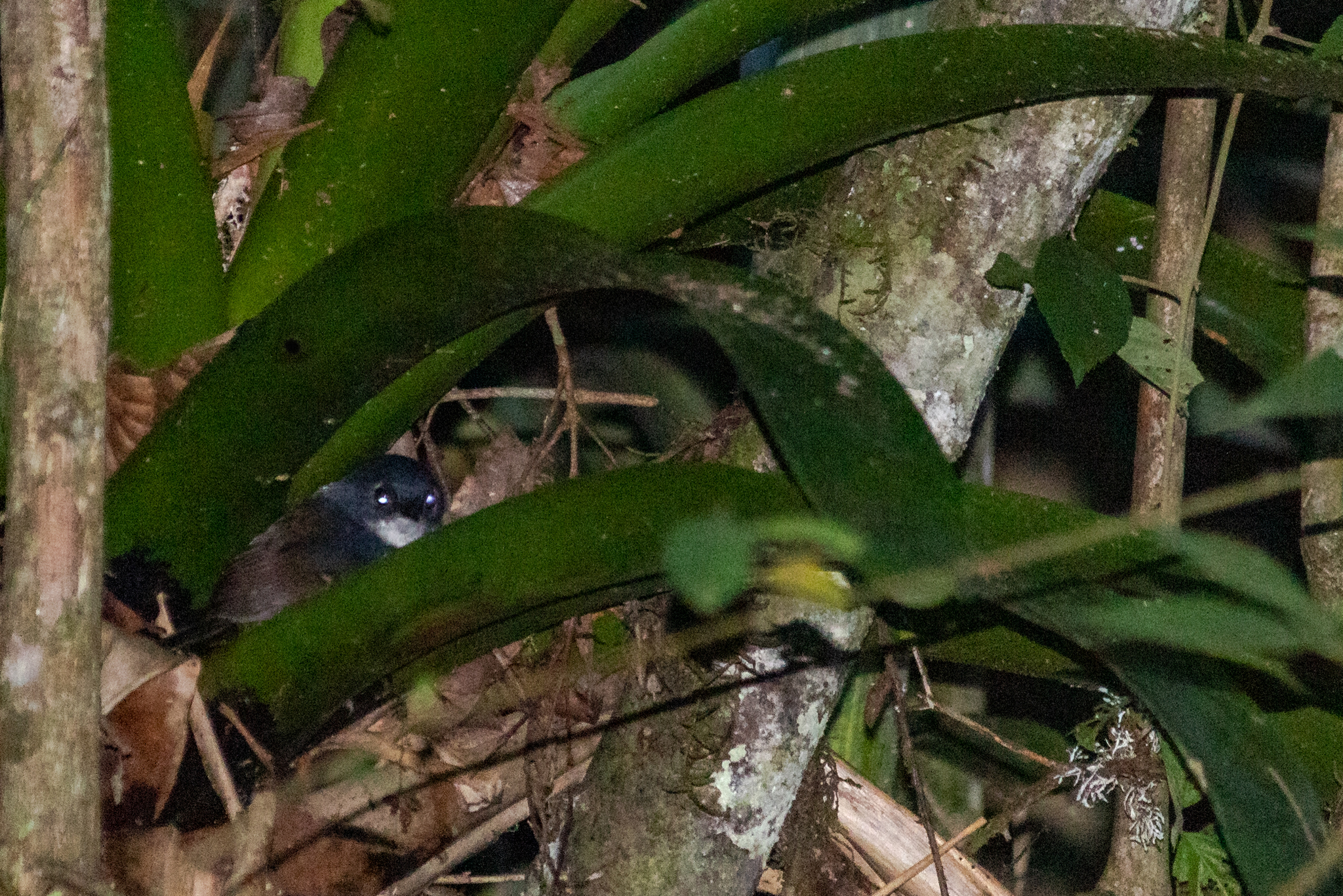 White-breasted Tapaculo (Eleoscytalopus indigoticus), photo 2