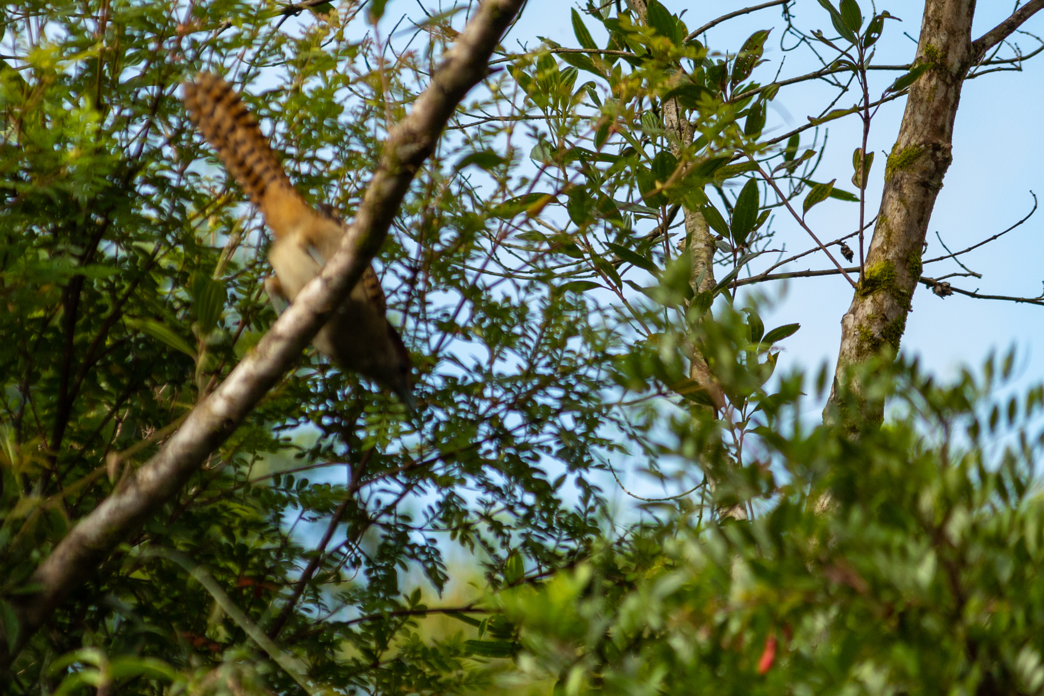 Giant Antshrike (Batara cinerea), photo 2
