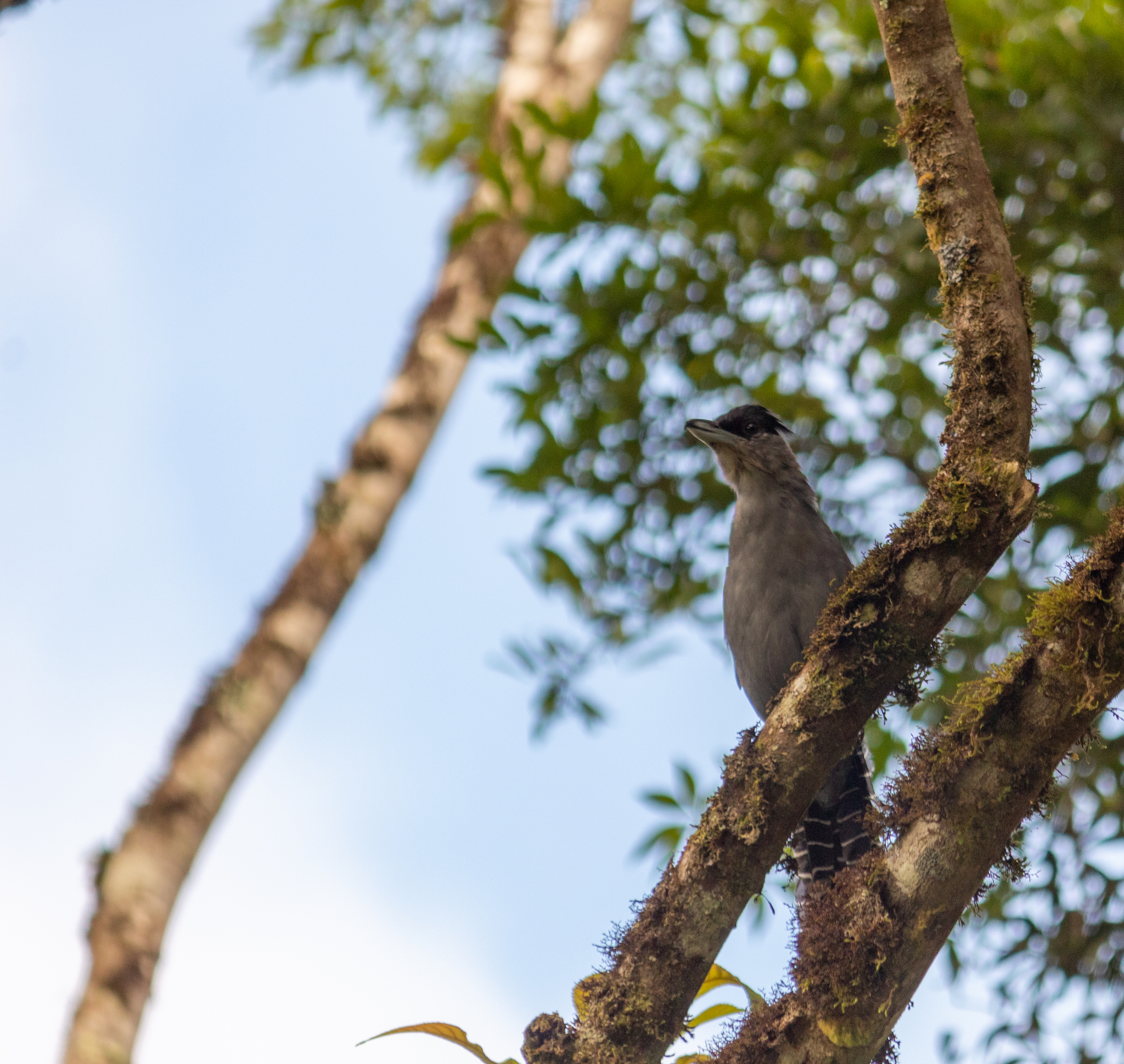Giant Antshrike (Batara cinerea), photo 6