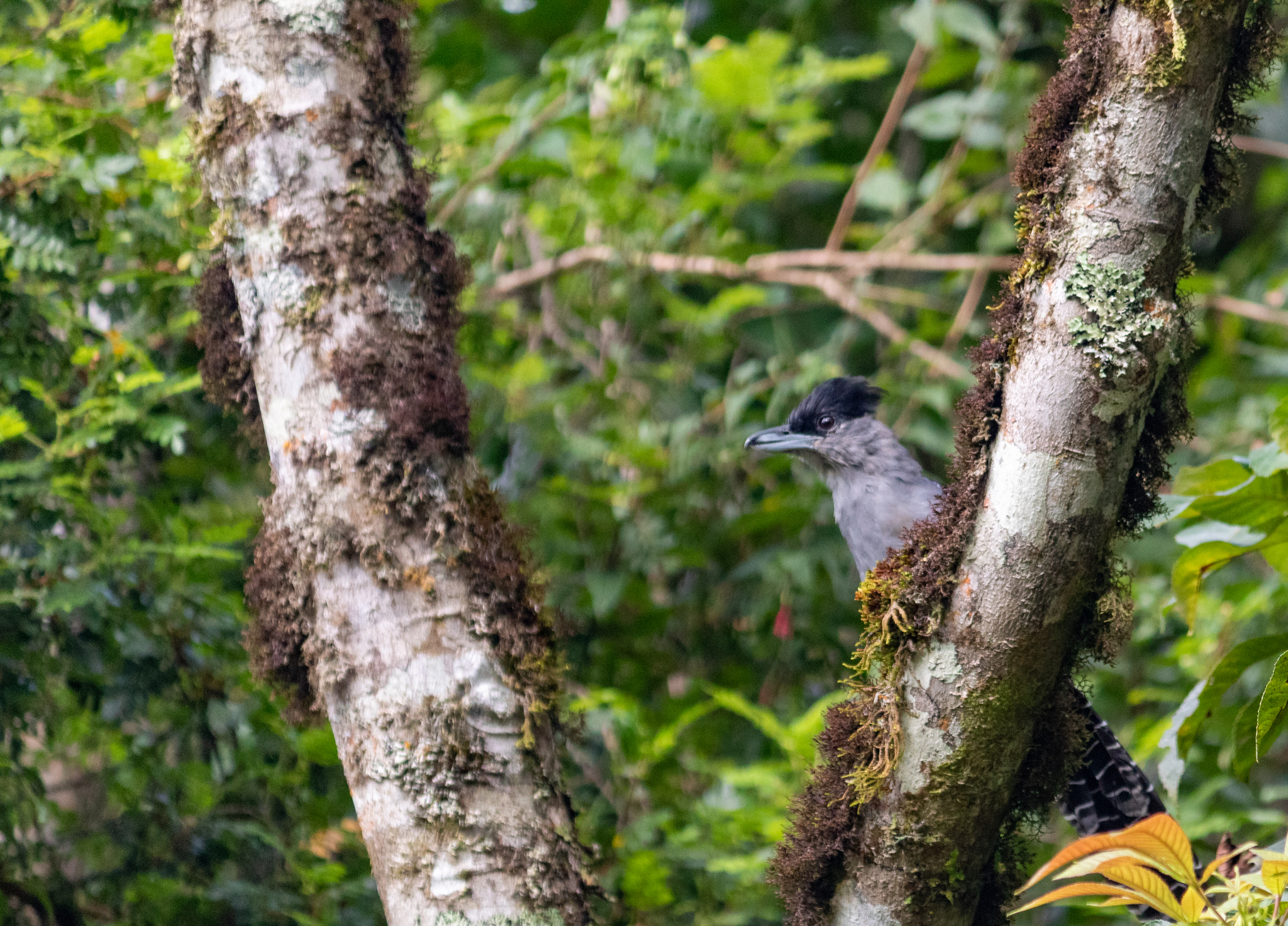 Giant Antshrike (Batara cinerea), photo 5