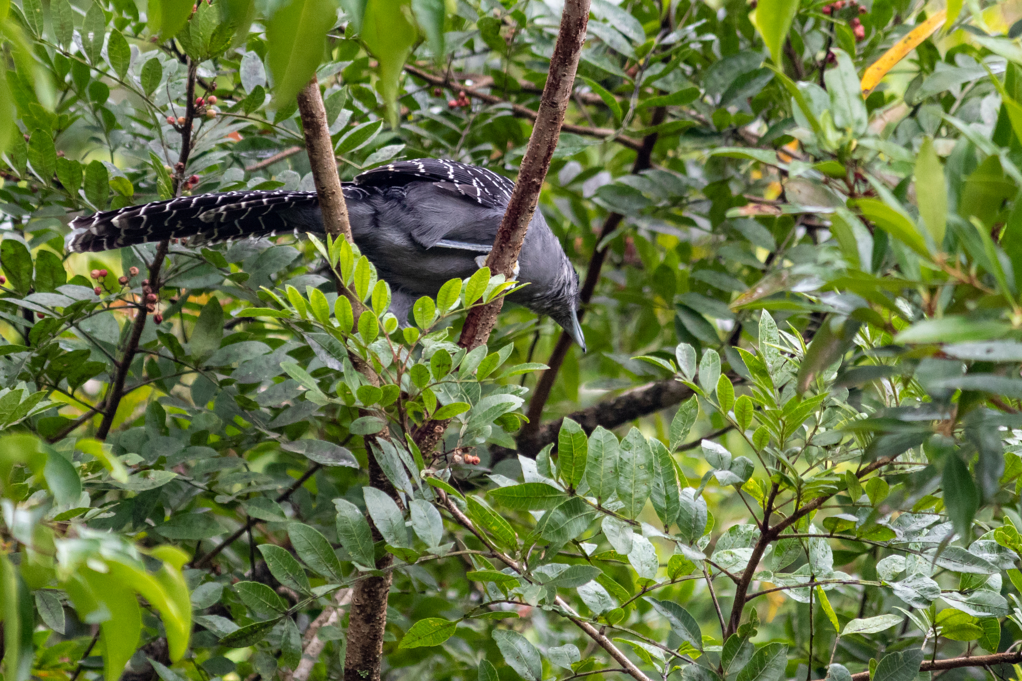 Giant Antshrike (Batara cinerea), photo 3