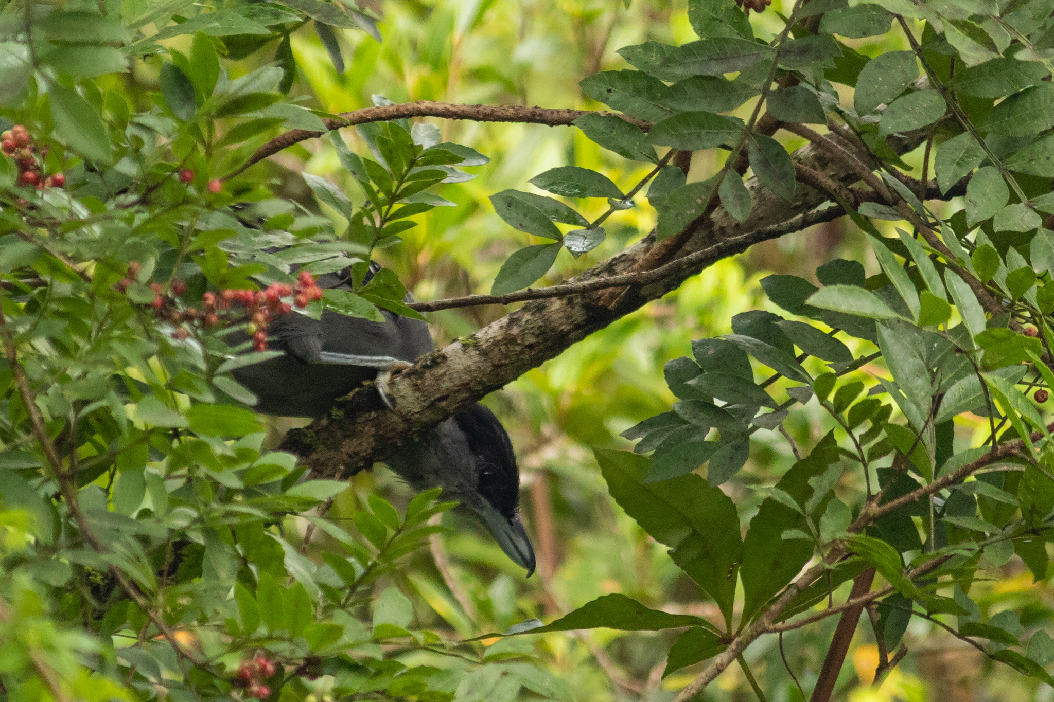Giant Antshrike (Batara cinerea), photo 4