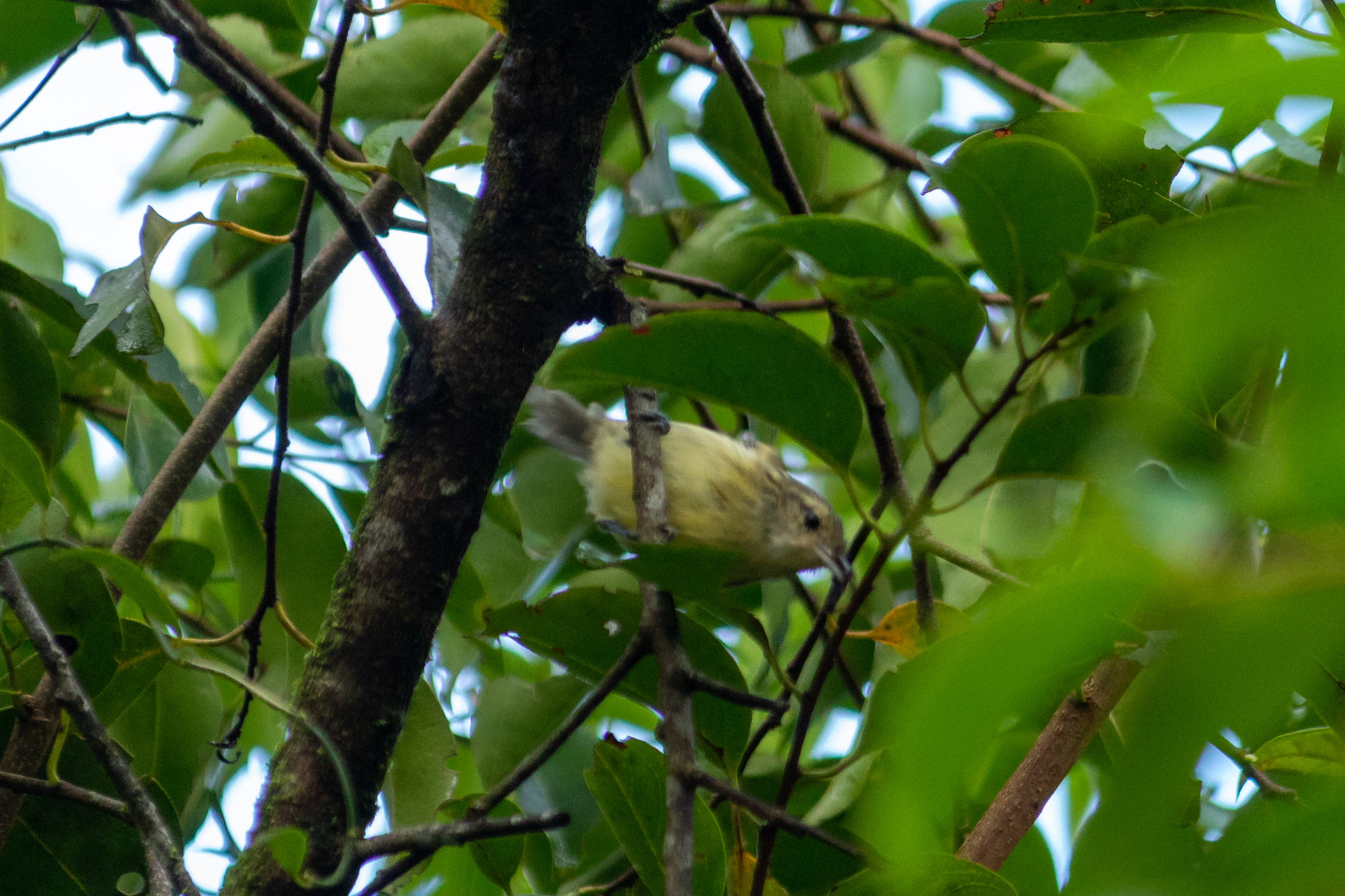 Streak-capped Antwren (Terenura maculata), photo 3
