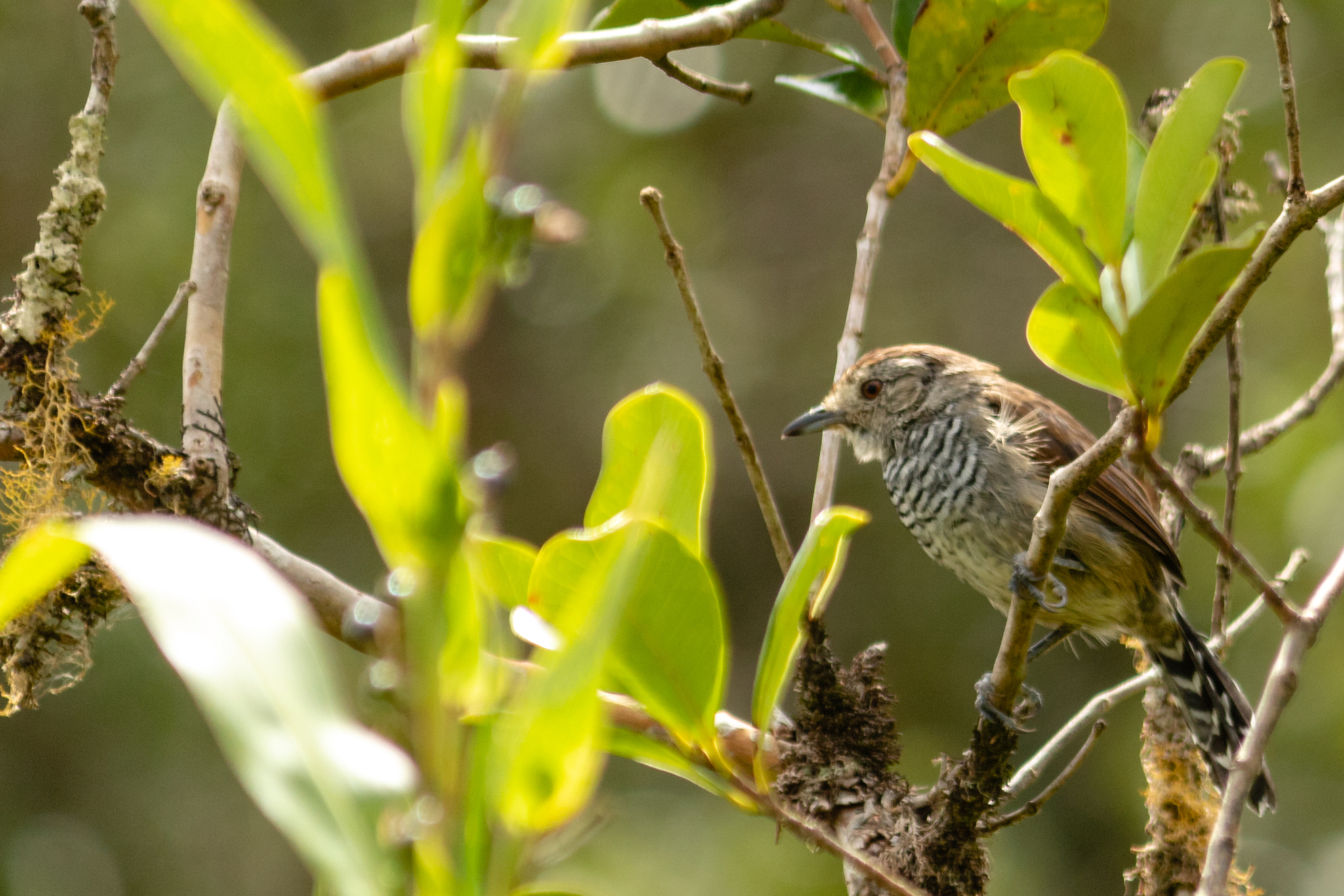 Rufous-capped Antshrike (Thamnophilus ruficapillus), photo 9