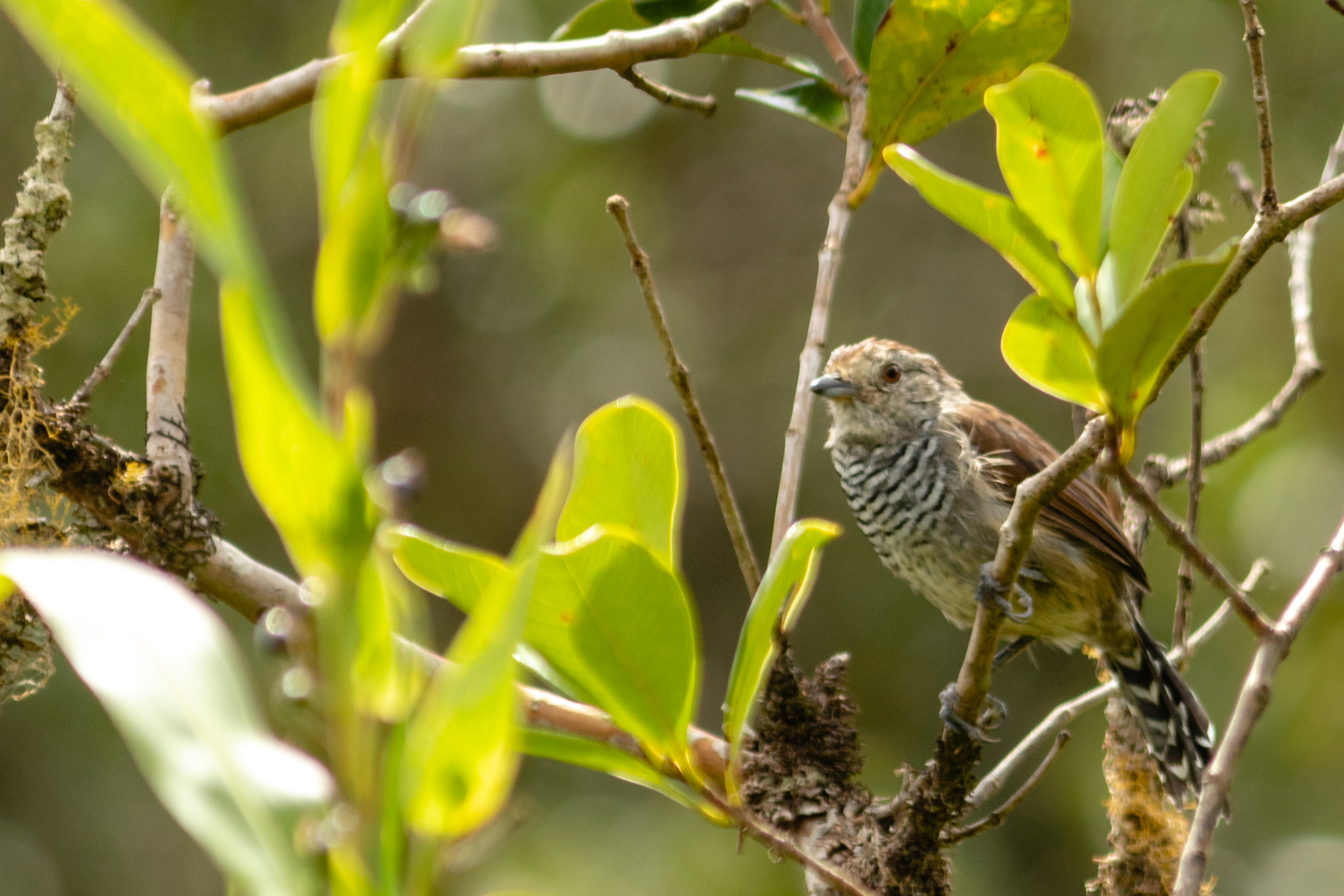 Rufous-capped Antshrike (Thamnophilus ruficapillus), photo 8