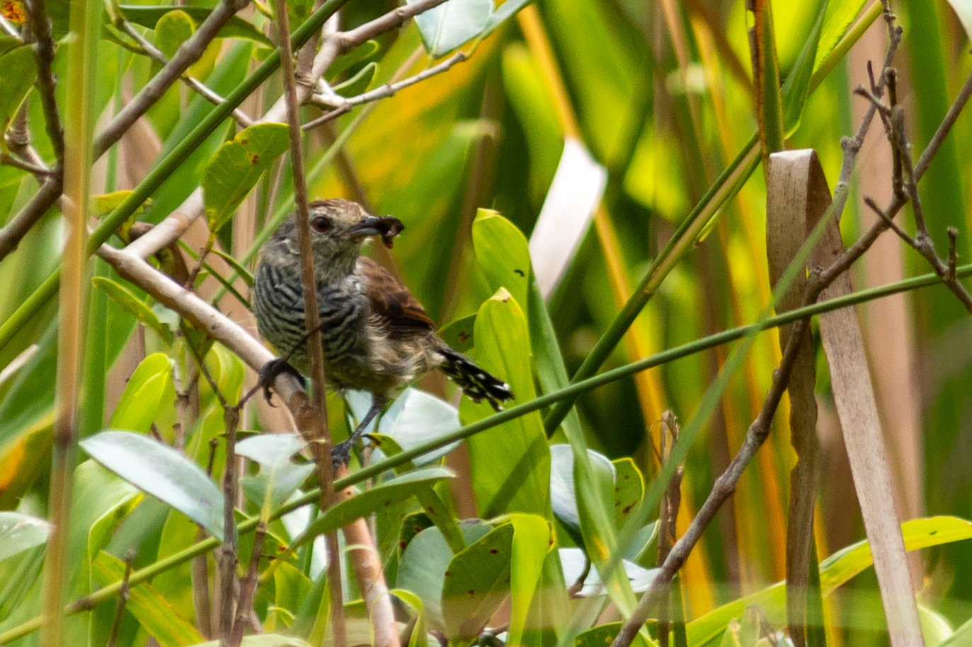Rufous-capped Antshrike (Thamnophilus ruficapillus), photo 5