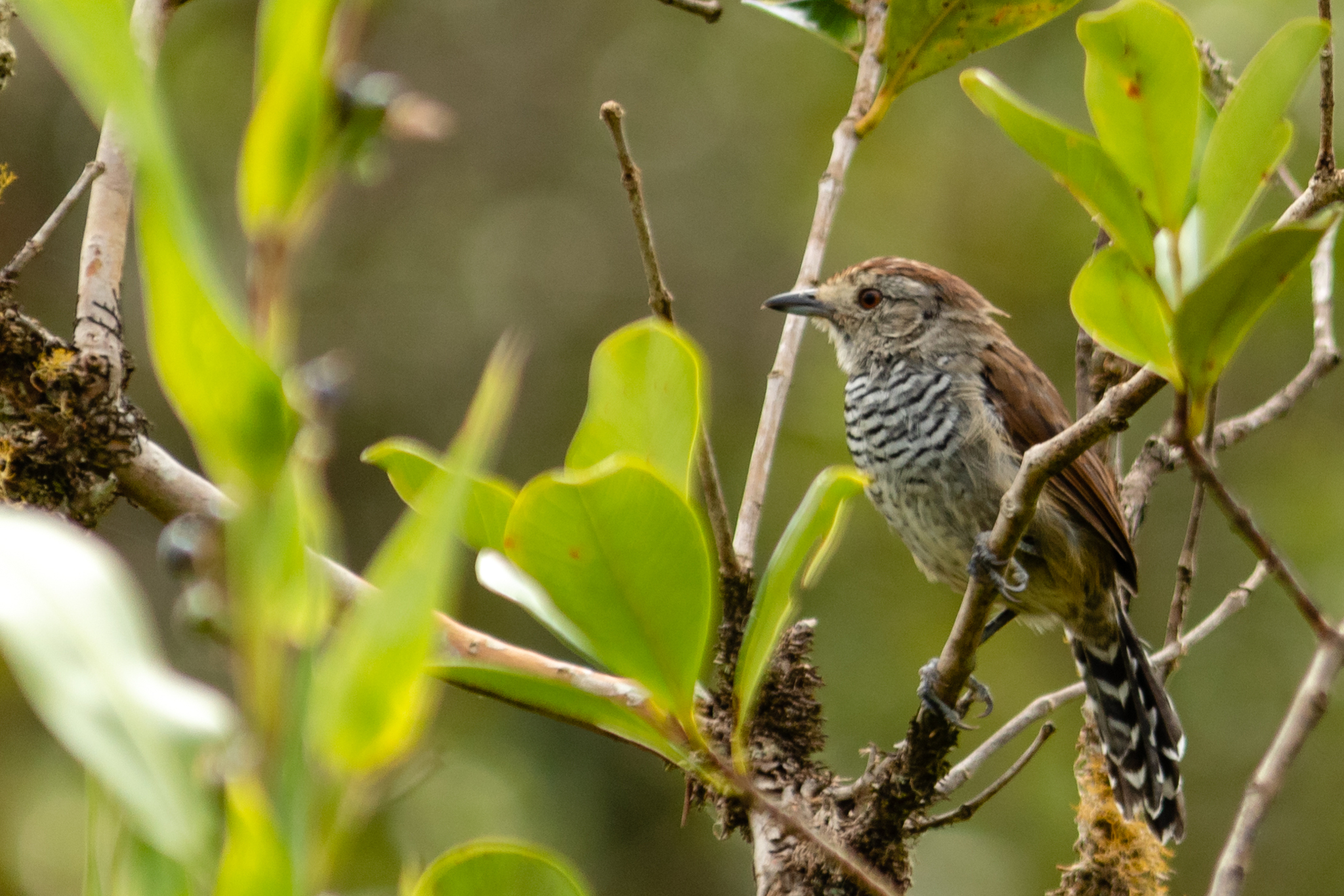 Rufous-capped Antshrike (Thamnophilus ruficapillus), photo 6