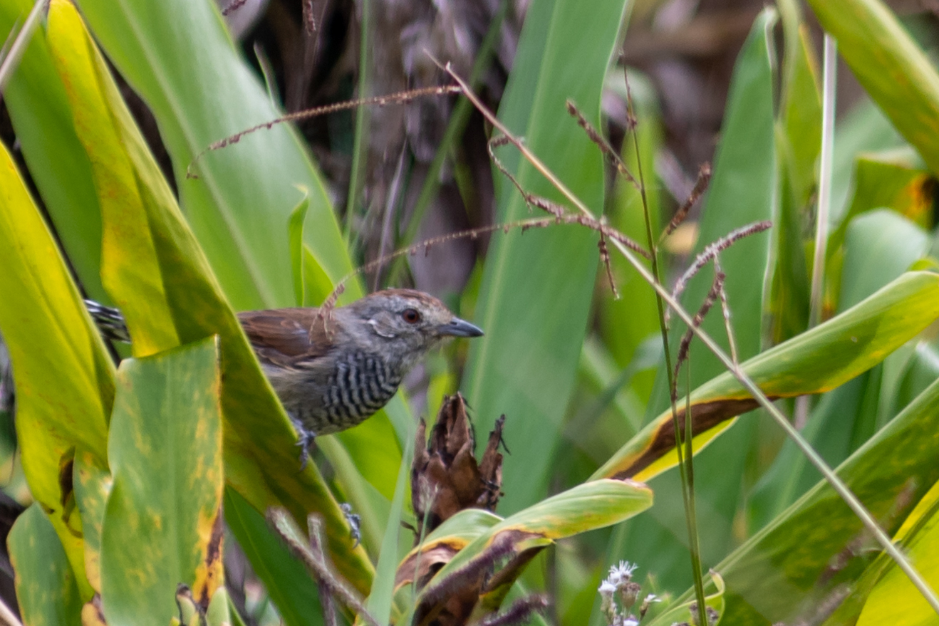 Rufous-capped Antshrike (Thamnophilus ruficapillus), photo 7