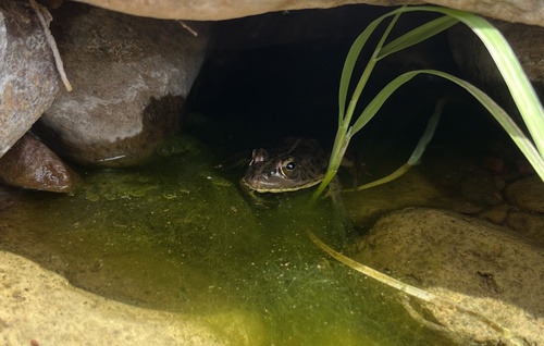 Sahara Frog