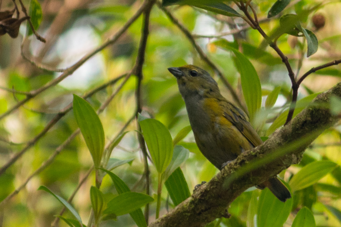 Chestnut-bellied Euphonia (Euphonia pectoralis), photo 10