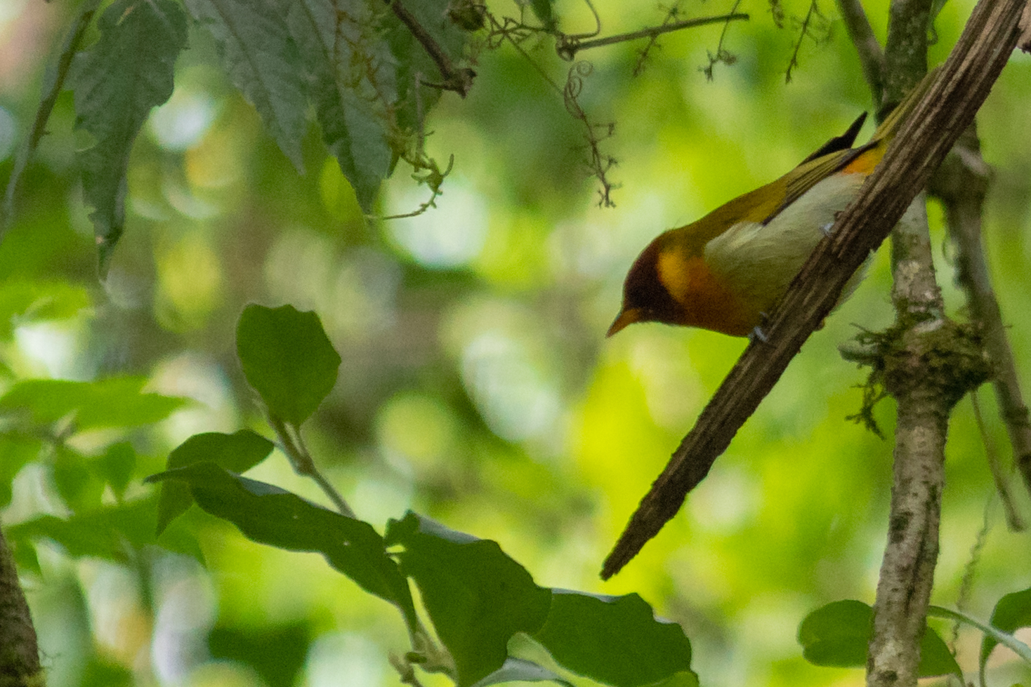 Rufous-headed Tanager (Hemithraupis ruficapilla), photo 7
