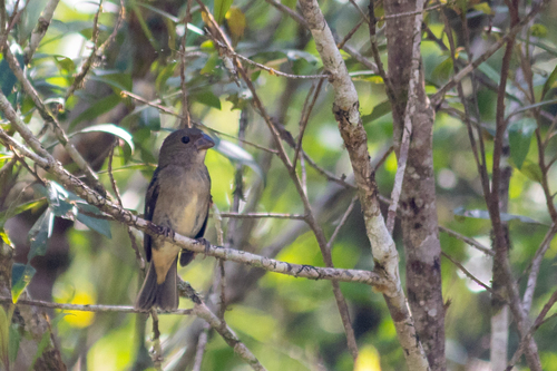 Temminck's Seedeater (Sporophila falcirostris), photo 5