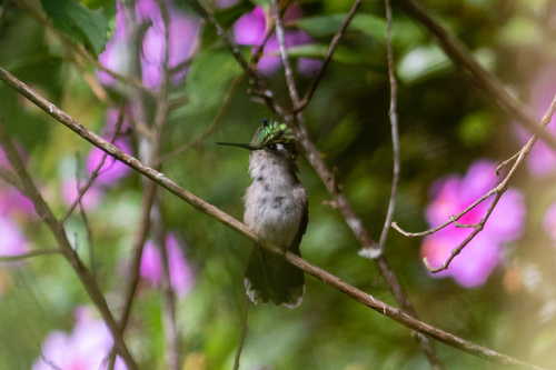 Purple-crowned Plovercrest (Stephanoxis loddigesii), photo 7