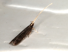 Lecithocera terrigena