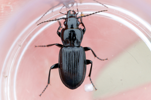 Pterostichus corvinus photo 2