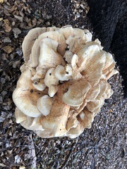 Bondarzewia kirkii